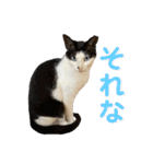 ビジネスでも使える実写猫スタンプ（個別スタンプ：5）
