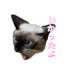 ビジネスでも使える実写猫スタンプ（個別スタンプ：6）
