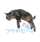ビジネスでも使える実写猫スタンプ（個別スタンプ：8）