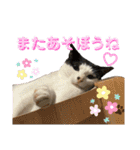 ビジネスでも使える実写猫スタンプ（個別スタンプ：10）