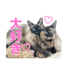 ビジネスでも使える実写猫スタンプ（個別スタンプ：13）