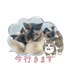 ビジネスでも使える実写猫スタンプ（個別スタンプ：14）