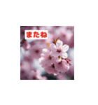 華やかな花の世界（個別スタンプ：13）