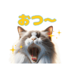 【ラグドール】被り物が多い猫（個別スタンプ：15）