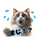 【ラグドール】被り物が多い猫（個別スタンプ：18）