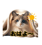 【ラグドール】被り物が多い猫（個別スタンプ：32）