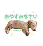 のあです♪（個別スタンプ：19）