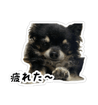 ちい・とらの日常2（個別スタンプ：3）