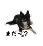 ちい・とらの日常2（個別スタンプ：5）