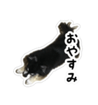 ちい・とらの日常2（個別スタンプ：7）