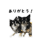 ちい・とらの日常2（個別スタンプ：11）