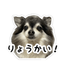 ちい・とらの日常2（個別スタンプ：15）