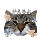シフォン＆レオン（個別スタンプ：1）