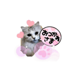 シフォン＆レオン（個別スタンプ：2）