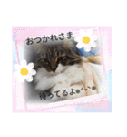 シフォン＆レオン（個別スタンプ：7）