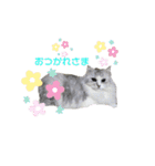 シフォン＆レオン（個別スタンプ：9）