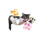 シフォン＆レオン（個別スタンプ：14）