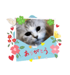 シフォン＆レオン（個別スタンプ：17）