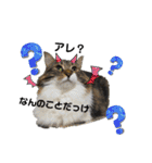 シフォン＆レオン（個別スタンプ：19）