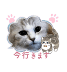 シフォン＆レオン（個別スタンプ：22）
