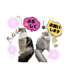 シフォン＆レオン（個別スタンプ：24）