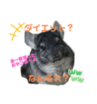 チンチラチョコさん2（個別スタンプ：3）