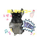 チンチラチョコさん2（個別スタンプ：11）