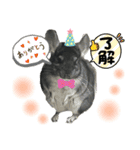 チンチラチョコさん2（個別スタンプ：12）
