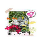 お花の毎日敬語stamp（個別スタンプ：4）