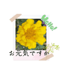 お花の毎日敬語stamp（個別スタンプ：5）