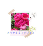 お花の毎日敬語stamp（個別スタンプ：13）