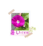 お花の毎日敬語stamp（個別スタンプ：14）