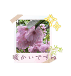 お花の毎日敬語stamp（個別スタンプ：15）