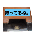 日常に使う言葉。ニホンヤモリくんたち（個別スタンプ：10）