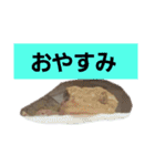 日常に使う言葉。ニホンヤモリくんたち（個別スタンプ：12）