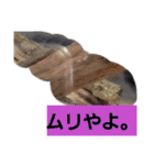 日常に使う言葉。ニホンヤモリくんたち（個別スタンプ：14）