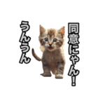 子猫の気持ちじゃにゃん！（個別スタンプ：5）