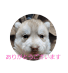 CrystalHasMaraDogs2（個別スタンプ：1）