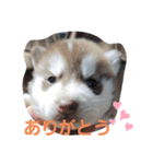 CrystalHasMaraDogs2（個別スタンプ：2）