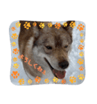 CrystalHasMaraDogs2（個別スタンプ：3）