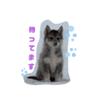 CrystalHasMaraDogs2（個別スタンプ：5）