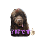 CrystalHasMaraDogs2（個別スタンプ：6）