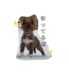 CrystalHasMaraDogs2（個別スタンプ：7）