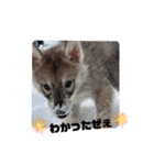CrystalHasMaraDogs2（個別スタンプ：8）