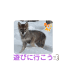 CrystalHasMaraDogs2（個別スタンプ：9）