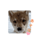 CrystalHasMaraDogs2（個別スタンプ：10）