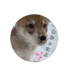 CrystalHasMaraDogs2（個別スタンプ：11）