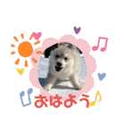 CrystalHasMaraDogs2（個別スタンプ：12）