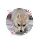CrystalHasMaraDogs2（個別スタンプ：14）
