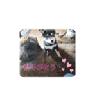 CrystalHasMaraDogs2（個別スタンプ：16）